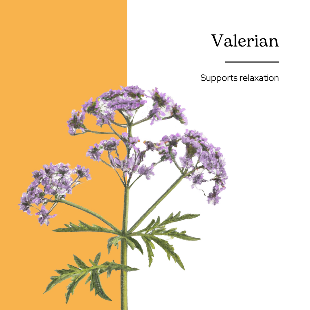 Valerian Glycerite