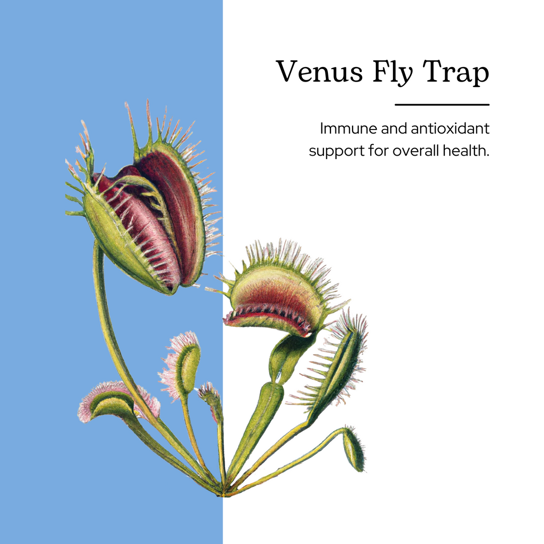 Venus Fly Trap Extract