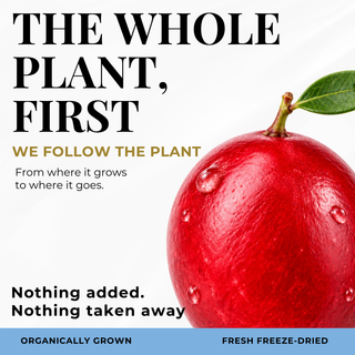 Eclectic Herb Follows The whole Plant First graphic. We follow the plant from where it goes to where it goes. Nothing added. Nothing taken away. Ethically wildcrafted and freeze-dried.