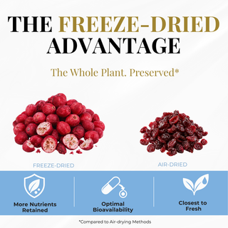 Eclectic Herb Cranberry Supplement – Freeze-Dried Cranberries vs. Air-Dried Cranberries. The freeze-dried advantage: whole-fruit integrity, more nutrients retained, optimal bioavailability, and closer to fresh.