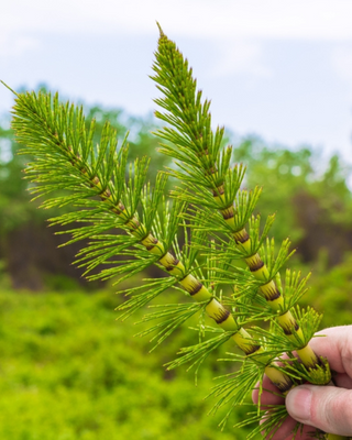 Horsetail Capsules