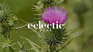 Milk Thistle