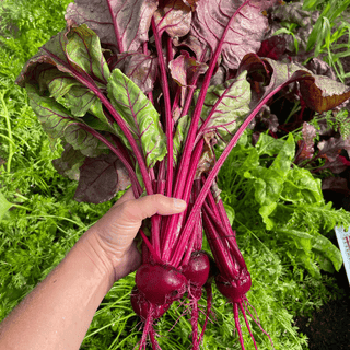 Beet Juice