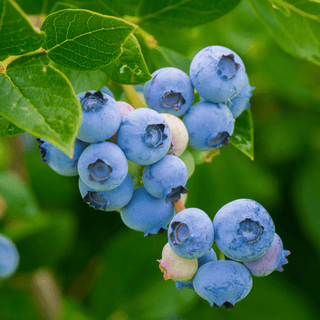 Bilberry