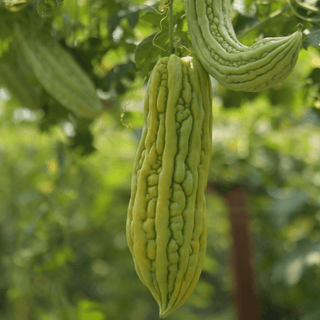 Bitter Melon