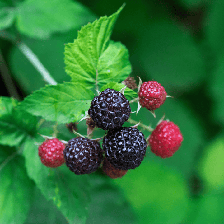 Black Raspberry Capsules - eclecticherb