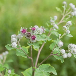 Burdock