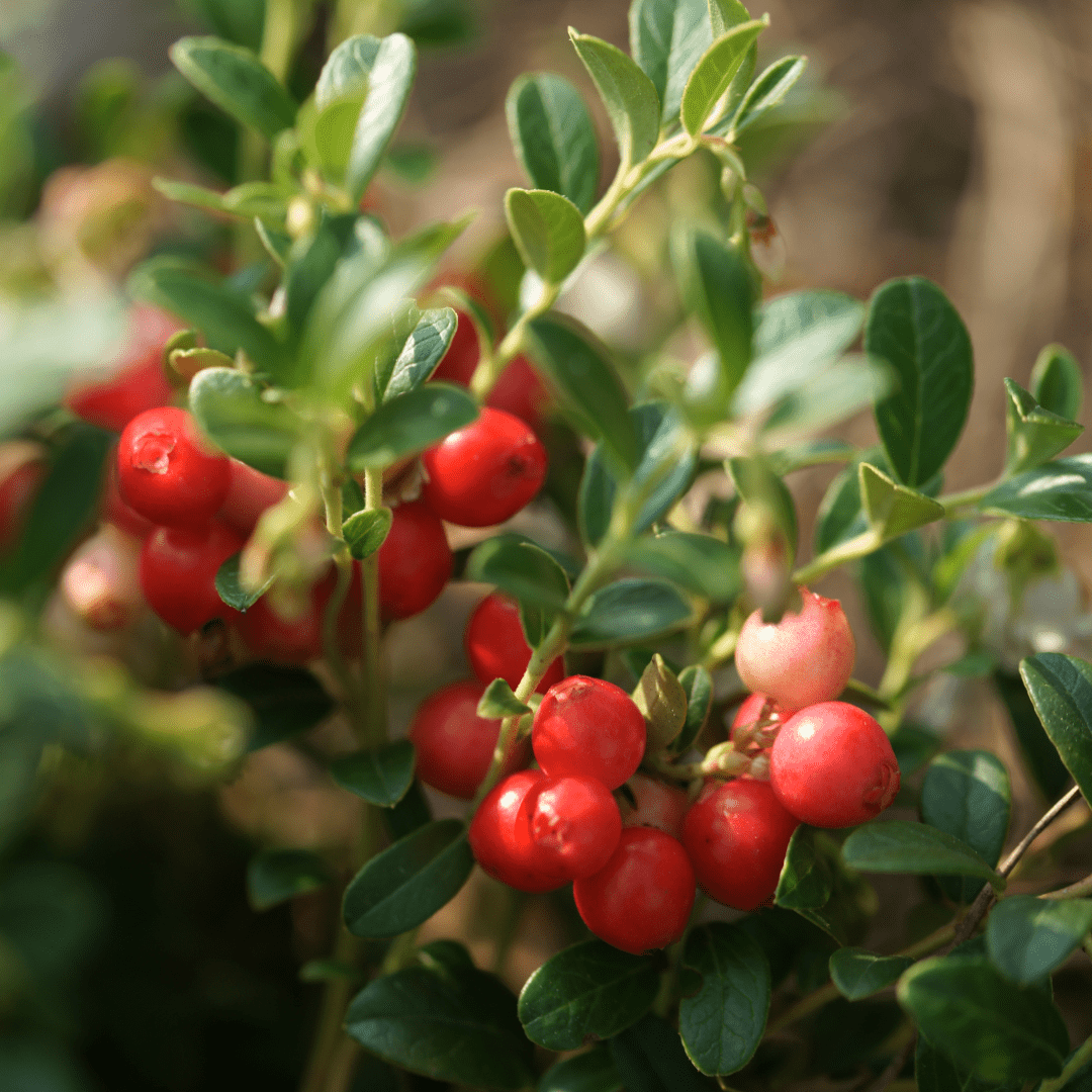 Cranberry Capsules - eclecticherb