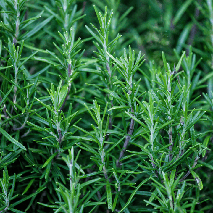 Rosemary Capsules - eclecticherb